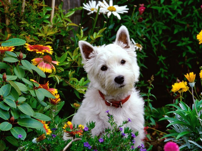 White dog in a flower garden