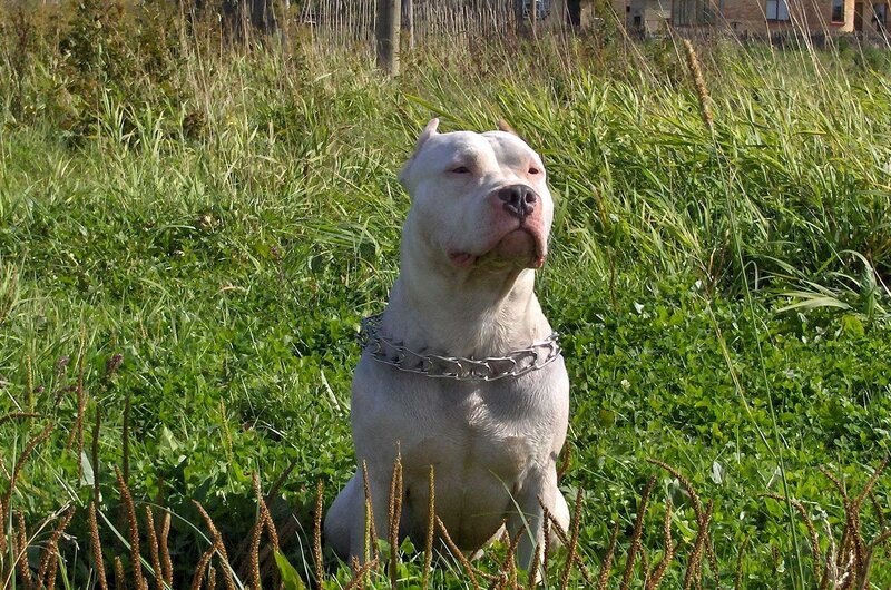 White dog in a grassy field