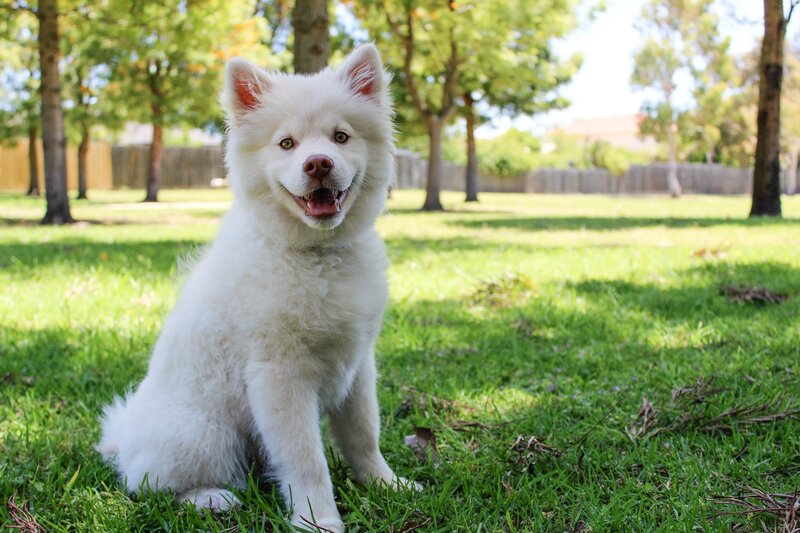 White dog in a park