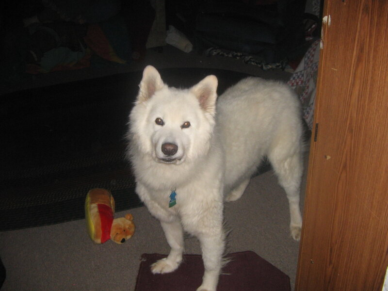 white dog in a room