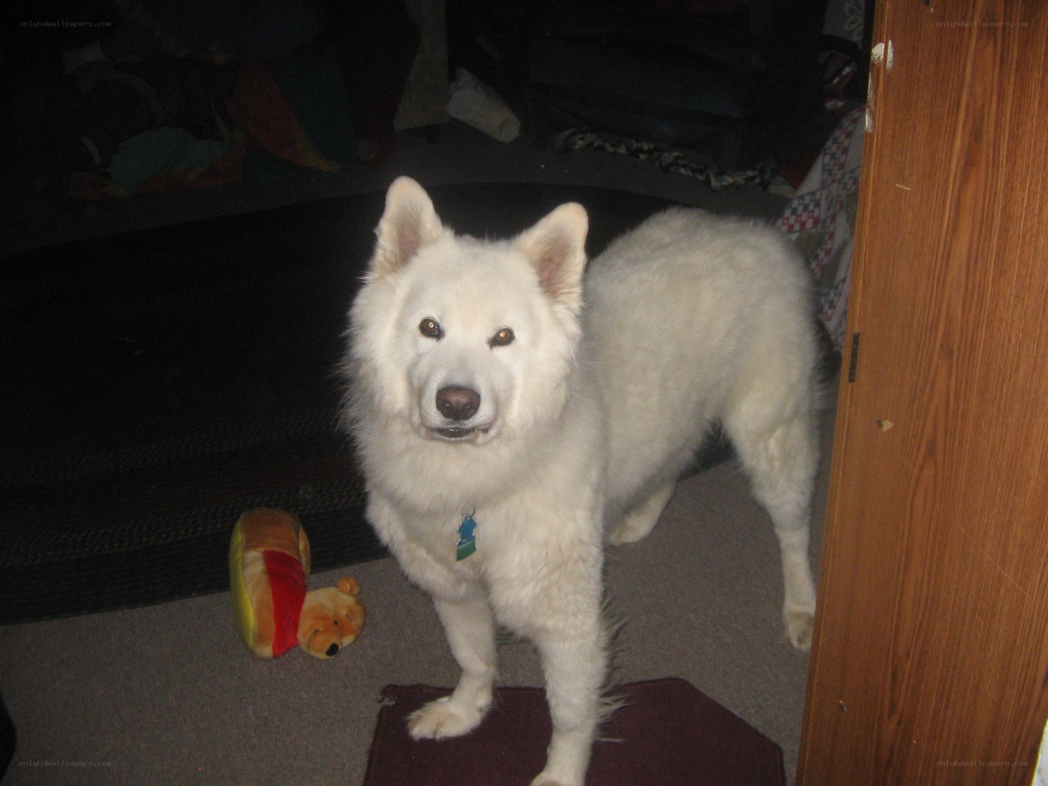 white dog in a room