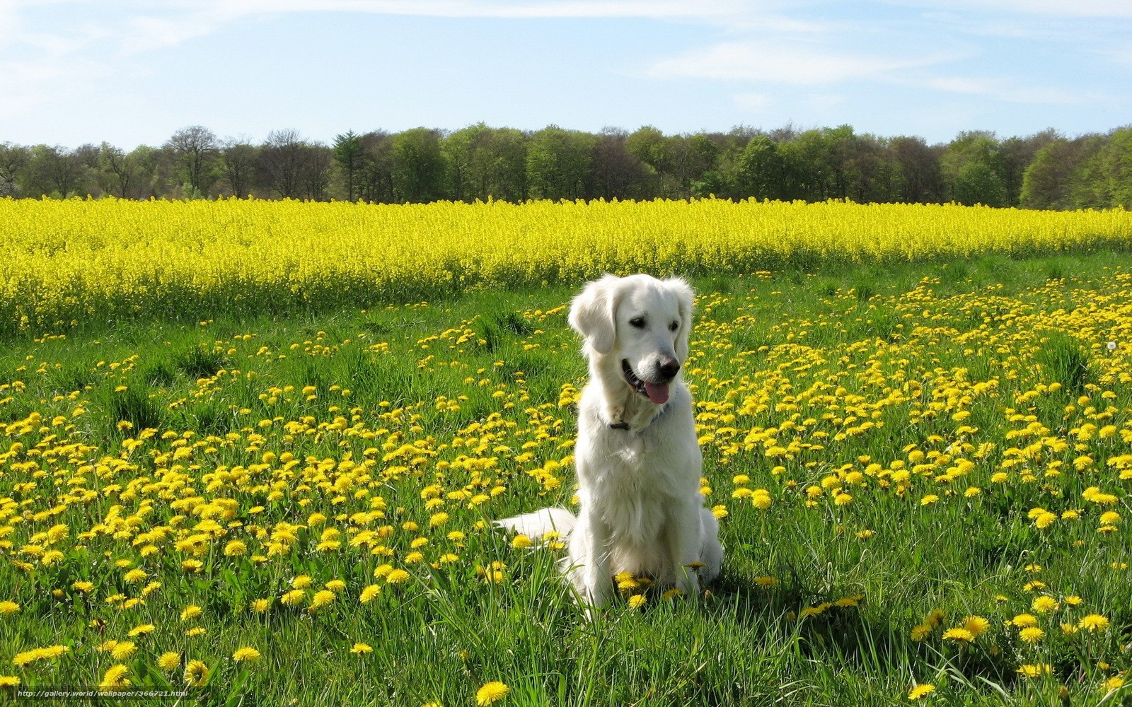 White dog in a yellow field