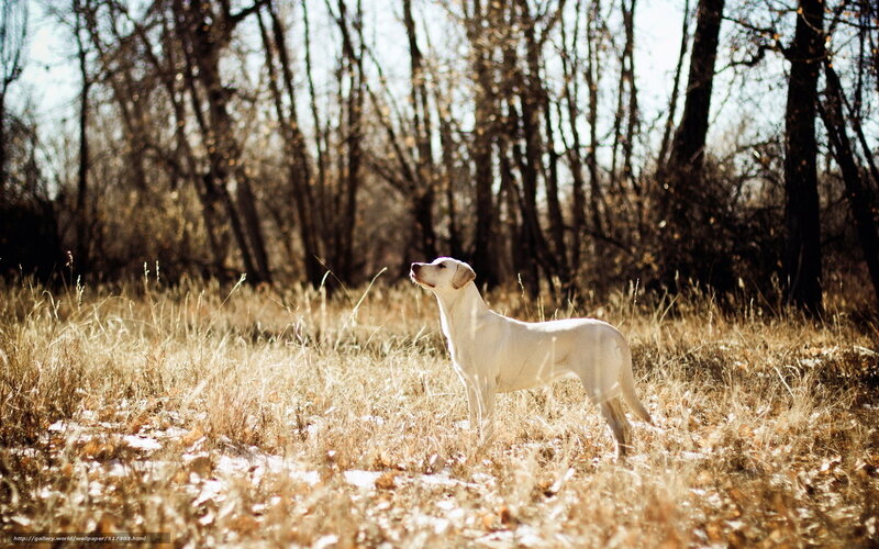White dog in autumn field