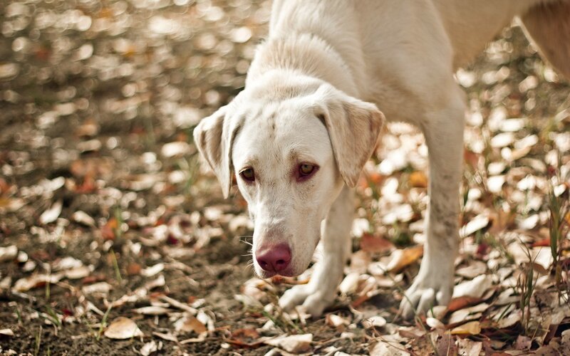 white dog in autumn leaves