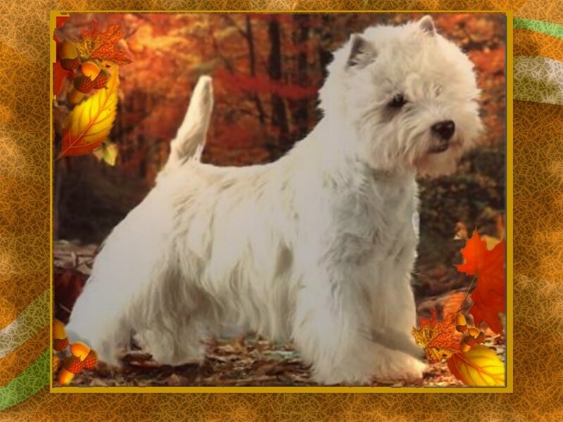 White dog in autumn leaves