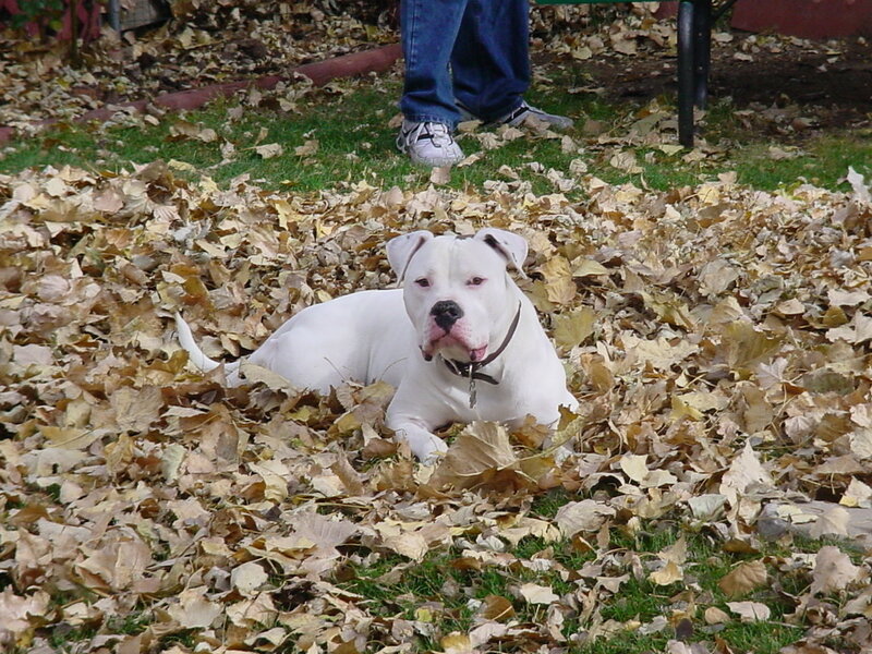 White dog in autumn leaves
