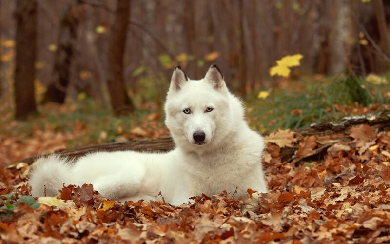 White dog in autumn leaves
