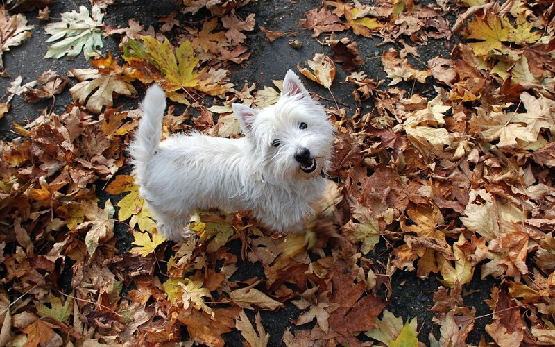 white dog in autumn leaves