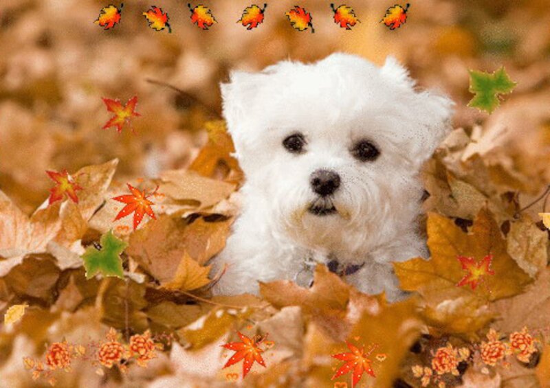 White Dog in Autumn Leaves — Calm