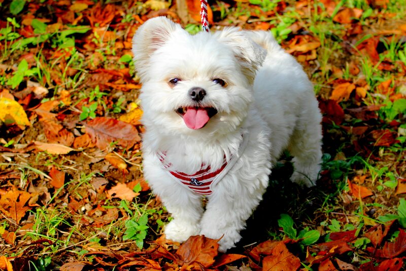 White Dog in Autumn Leaves — Happy