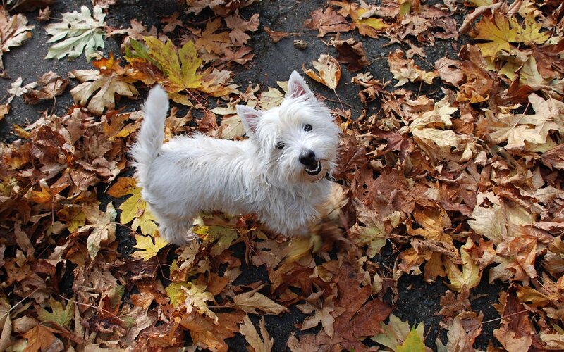 white dog in autumn leaves