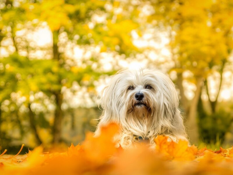 White Dog in Autumn Leaves — Yellow