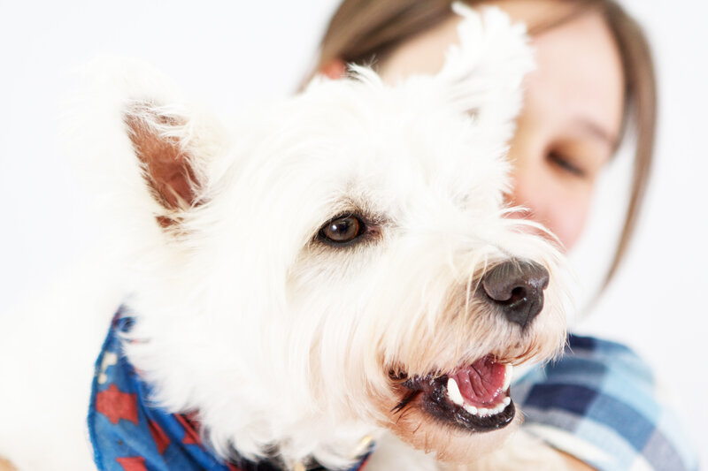 White Dog in Bandana