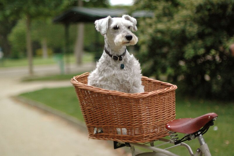 White Dog in Basket — Brown