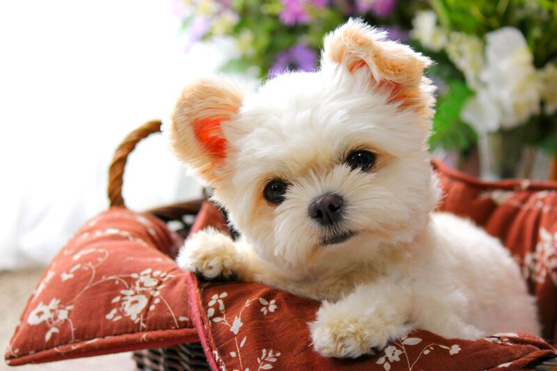White Dog in Basket — Calm