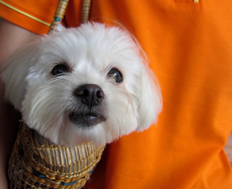 White Dog in Basket
