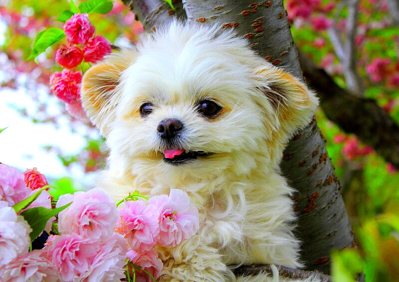White Dog in Blossoms