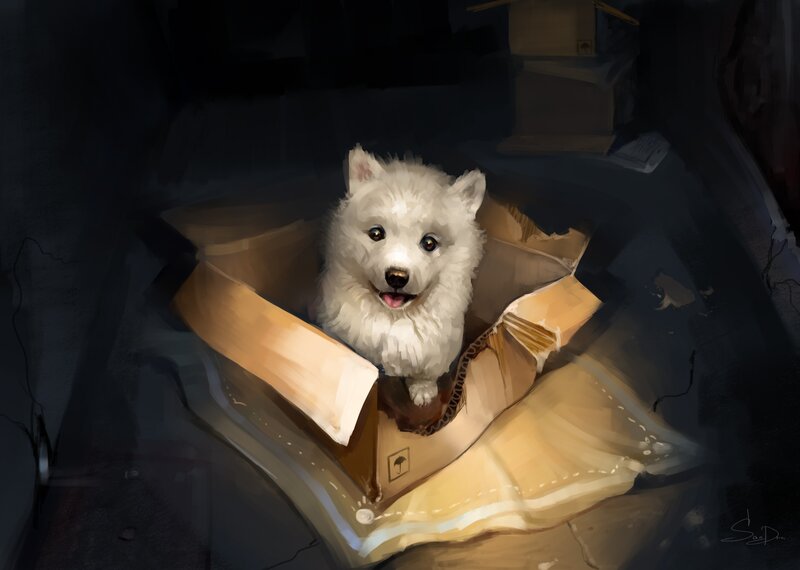 White Dog in Box