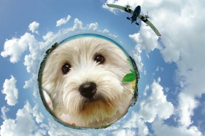 White Dog in Bubble