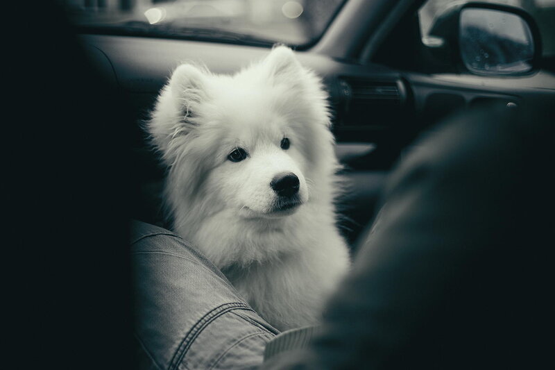 White Dog in Car — Black