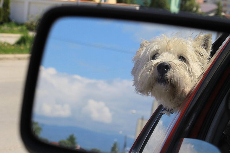 White Dog in Car — Blue