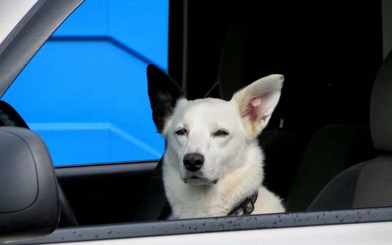 White Dog in Car — Calm, Photograph
