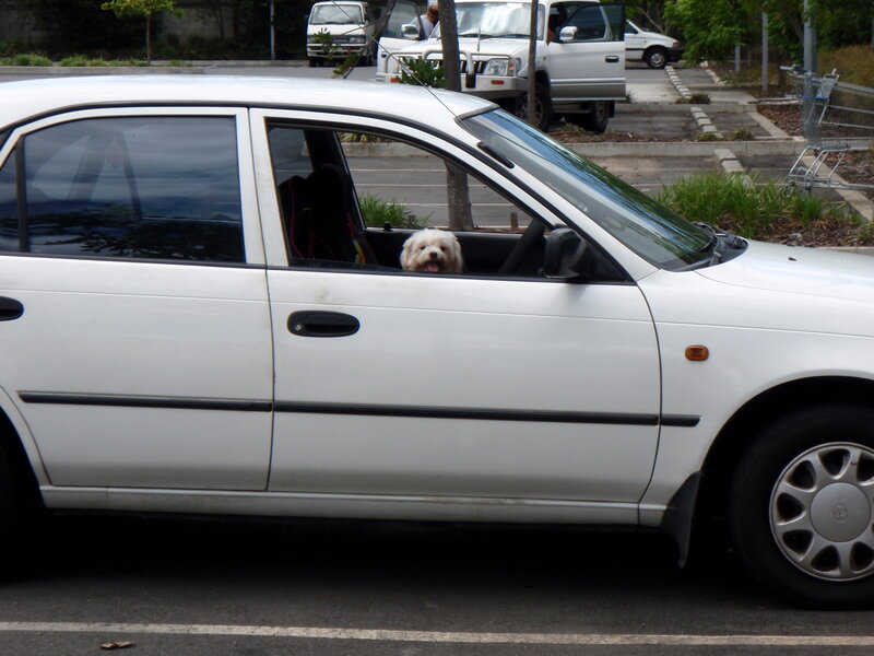 White Dog in Car — Calm
