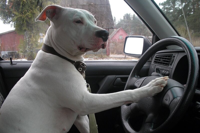 White Dog in Car — Calm, Winter