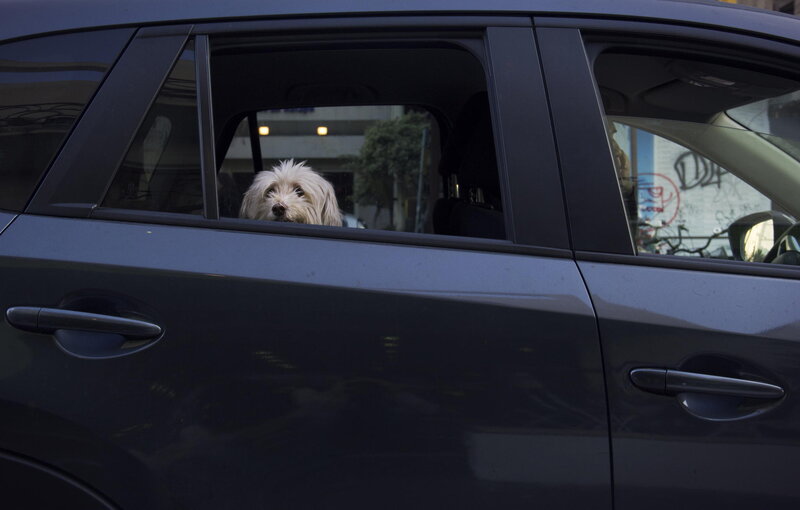 White Dog in Car — Gray