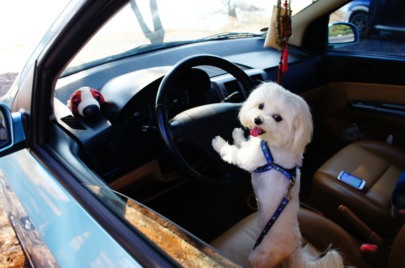 White Dog in Car — Playful