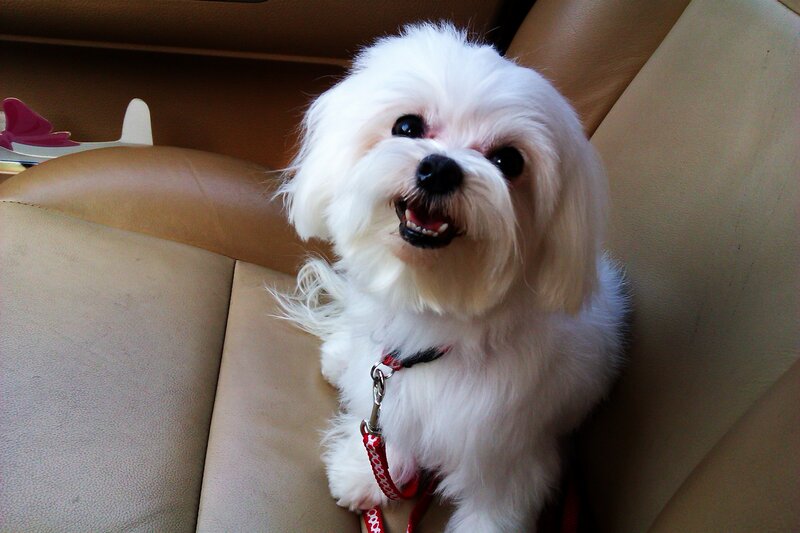 White Dog in Car
