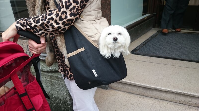 White Dog in Carrier — Black