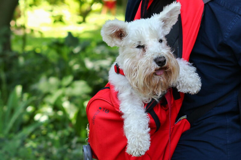 White Dog in Carrier — Red