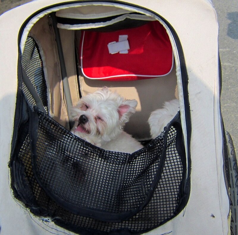White Dog in Carrier