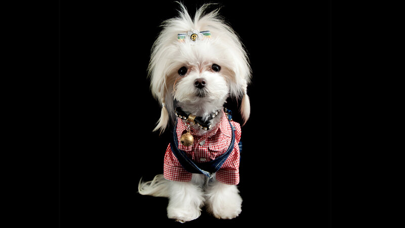 White Dog in Clothes — Neutral
