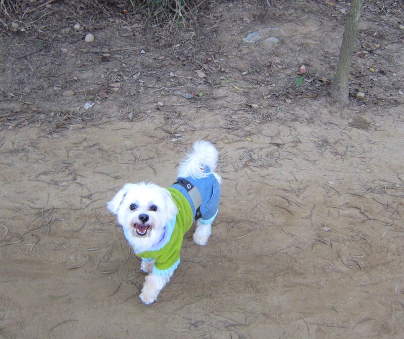 White Dog in Clothes