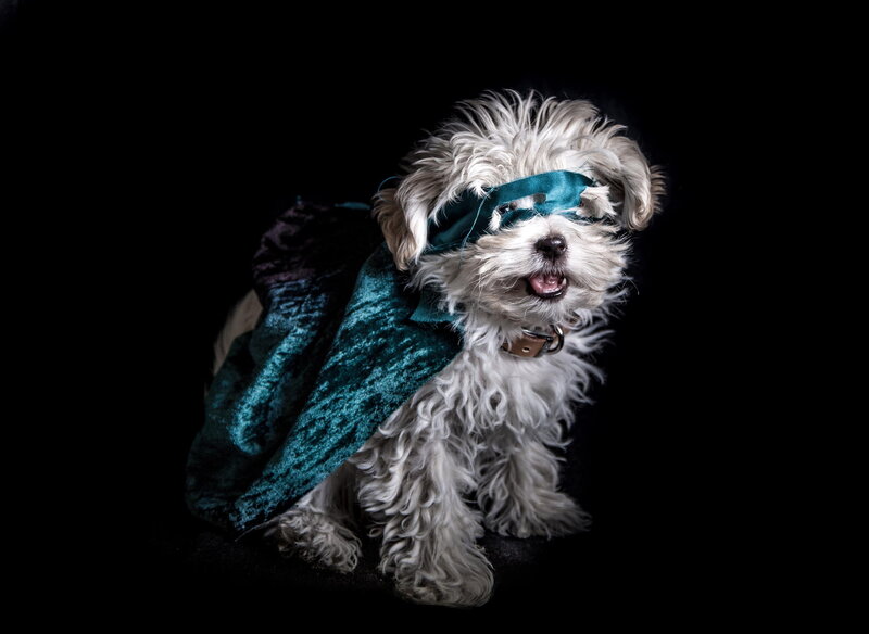White Dog in Costume — Black