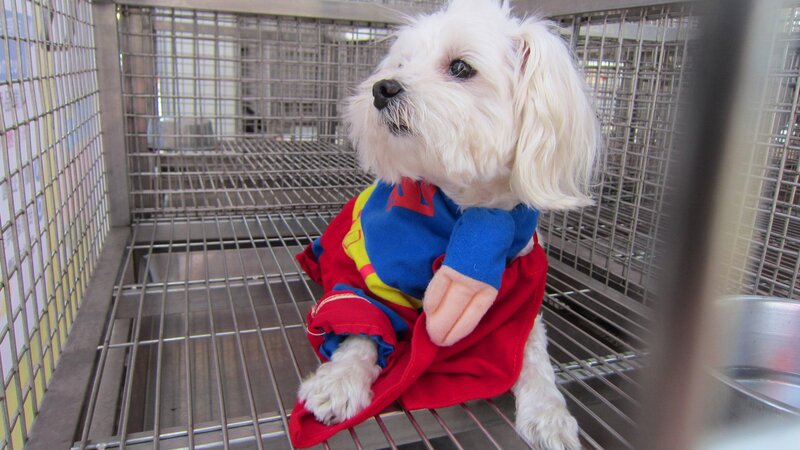 White Dog in Costume — Calm