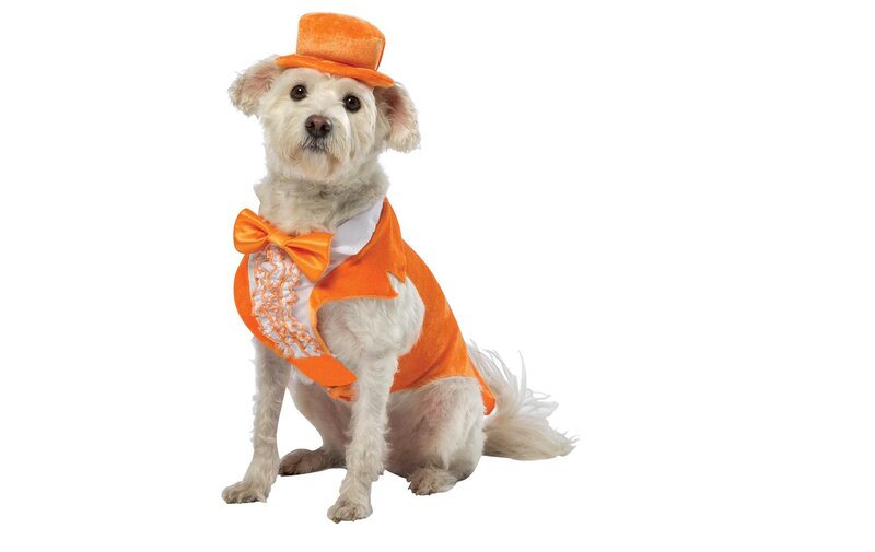 White Dog in Costume — Orange