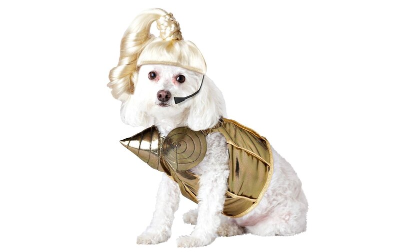 White Dog in Costume — Playful