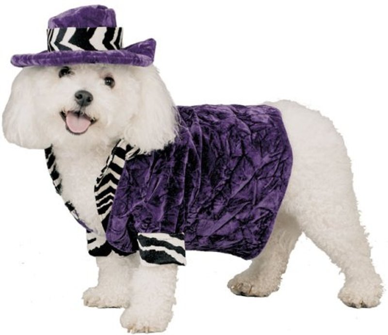 White Dog in Costume — Purple