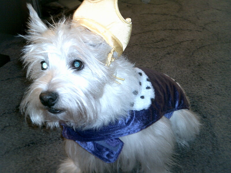 White Dog in Costume