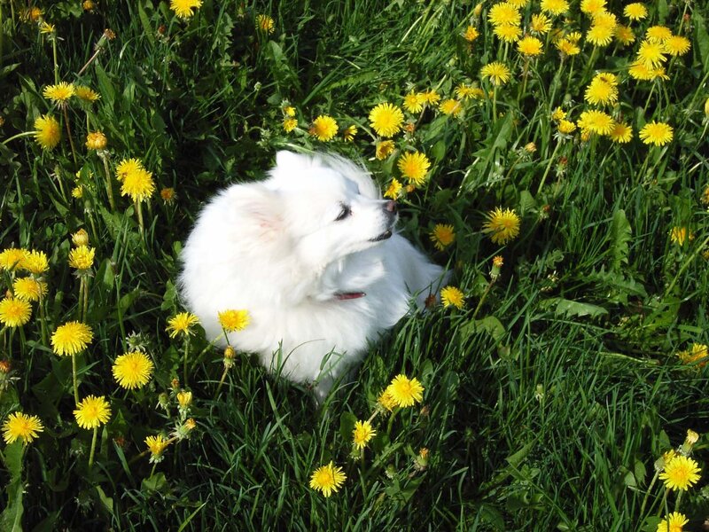 White Dog in Dandelions — Green