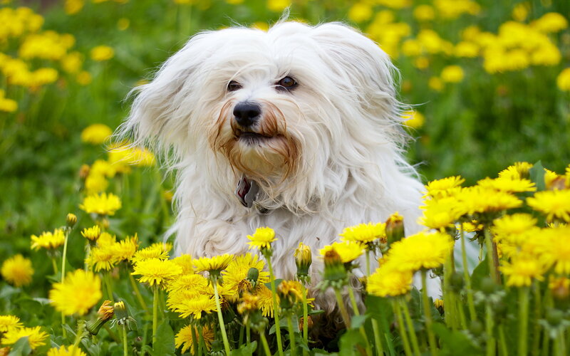 White Dog in Dandelions