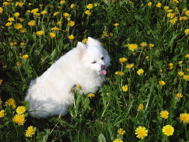 White Dog in Dandelions — Yellow, Calm