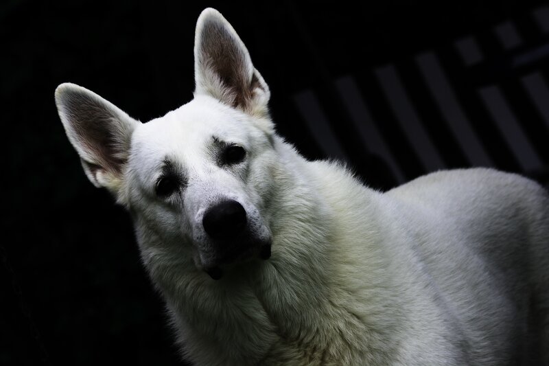 white dog in dark setting