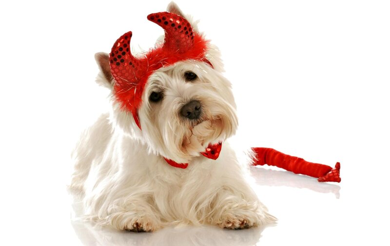 White Dog in Devil Costume