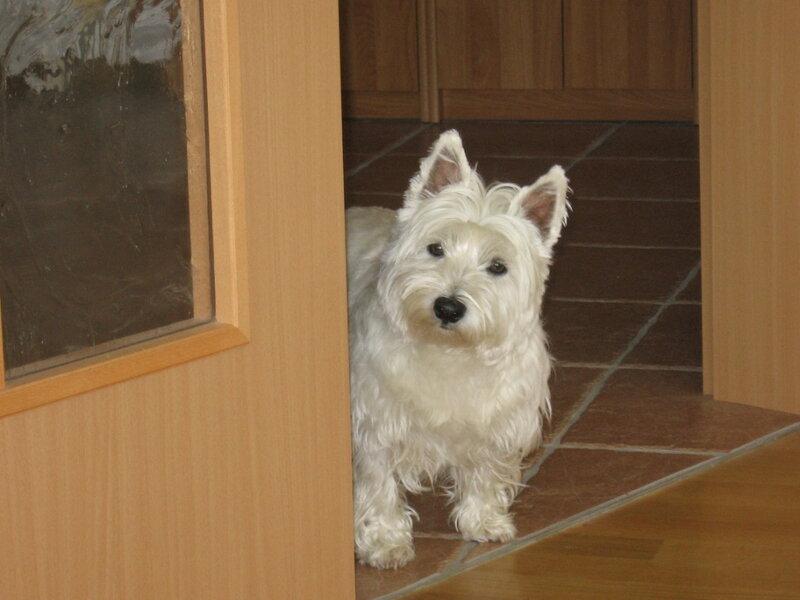 White Dog in Doorway
