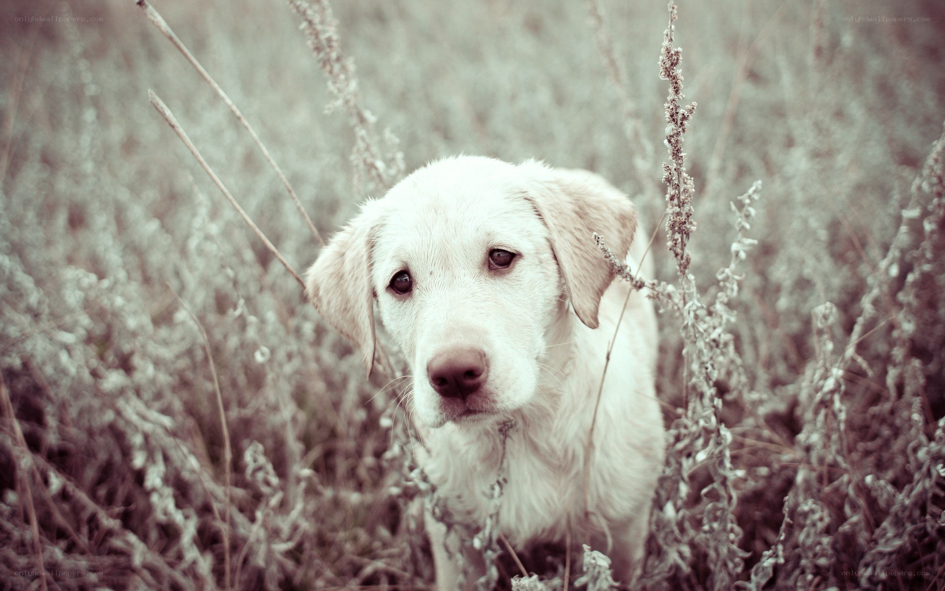 white dog in dry grass