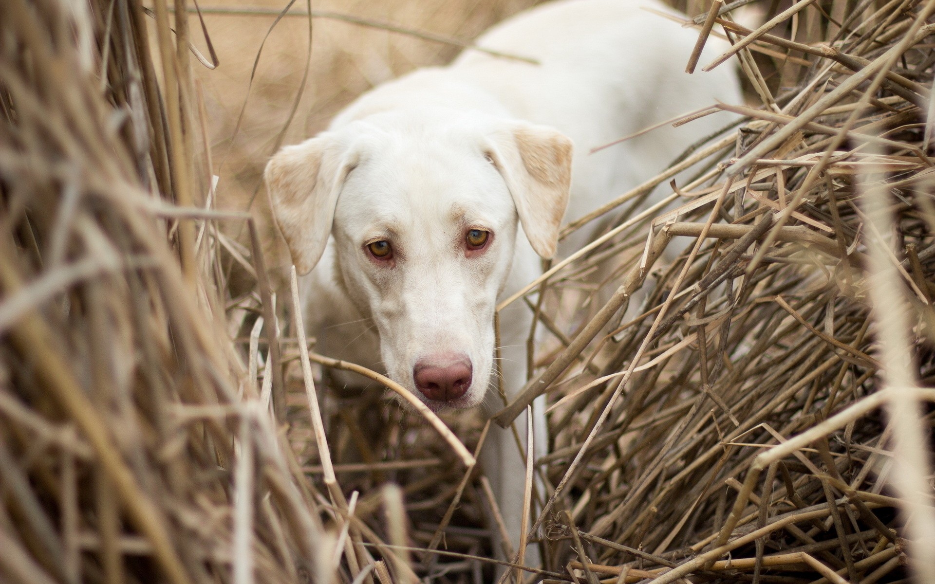 white dog in dry grass